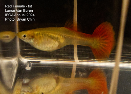 female guppy red